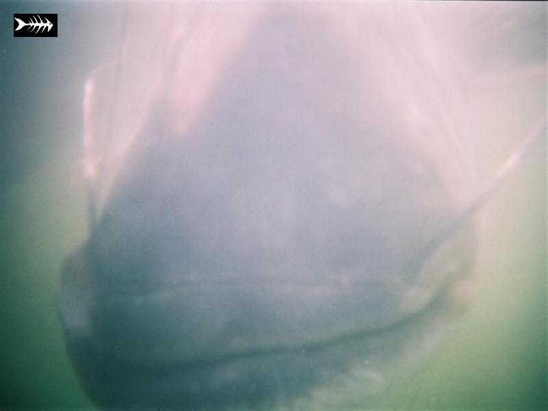 underwater (1).JPG